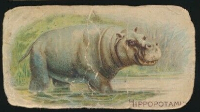 E28 Hippopotamus.jpg